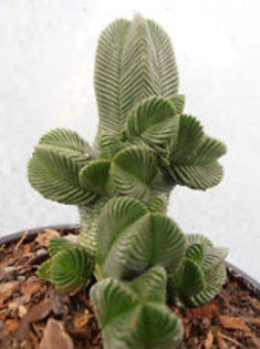 crassula pyramidalis - Plante dorite