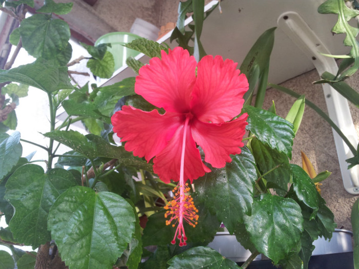 frumuselul din 28 sept