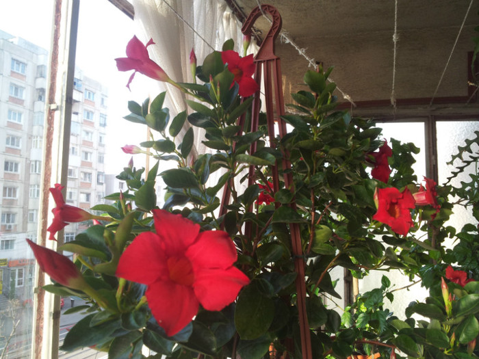 dipladenia - plantele mele