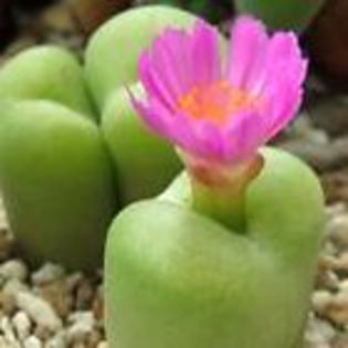 conophytum subfenestratum - Plante dorite