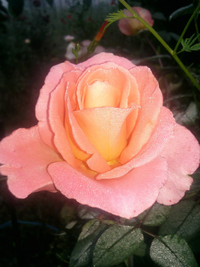 Photo0942 - valul III de inflorire