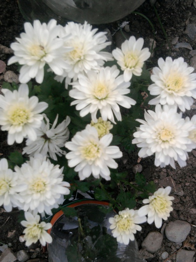 3 - crizanteme-tufanele
