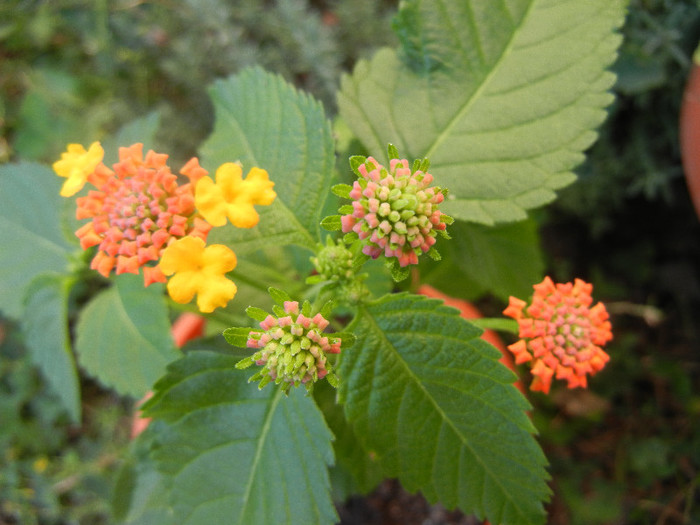 Lantana camara (2012, Sep.26)