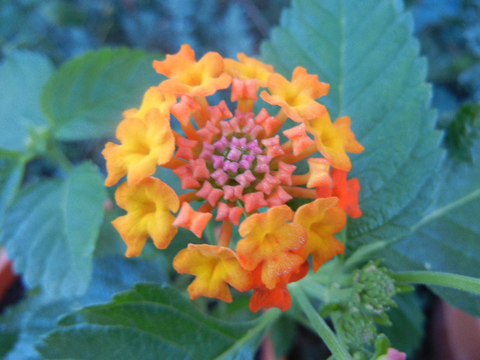 Lantana camara (2012, Sep.28)