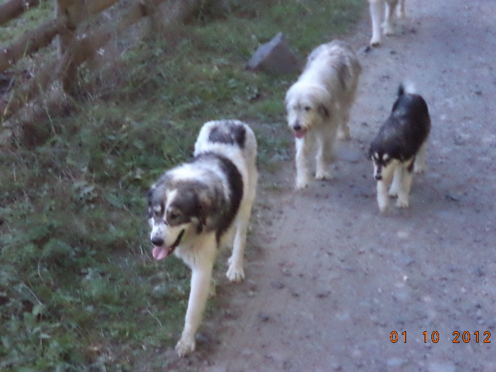 Caini de la o turma de oi