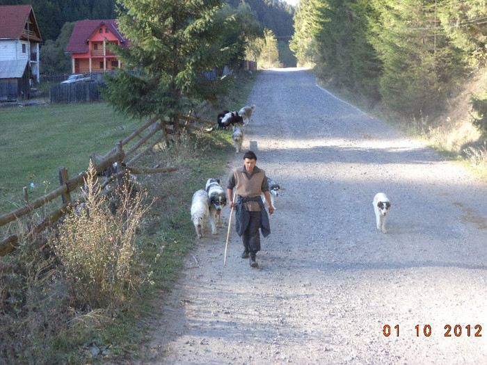 Ciobanasul cu cainii