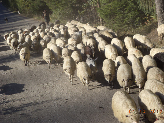 Oile vin la vale din Calimani; Nu prea mai au ce manca ca s-a uscat pasunile.
