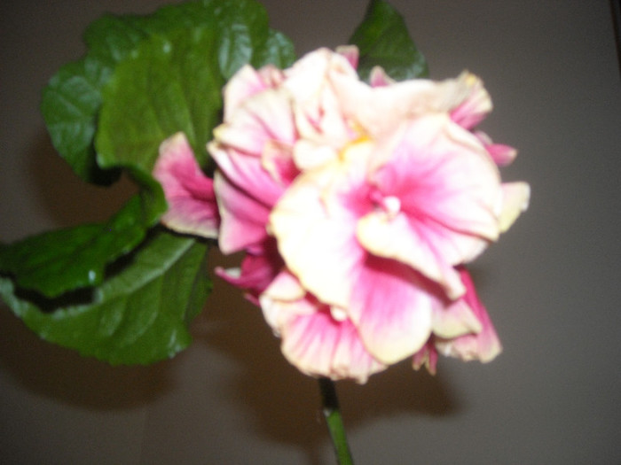 Hibiscus Stating Ovation