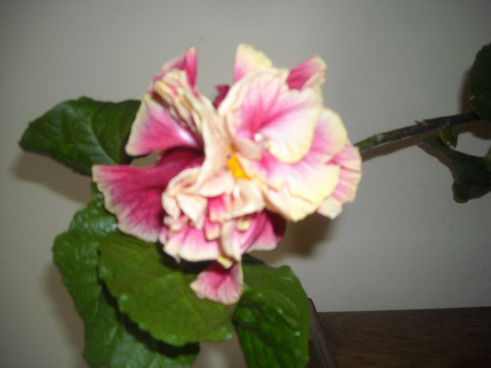 Hibiscus Stating Ovation