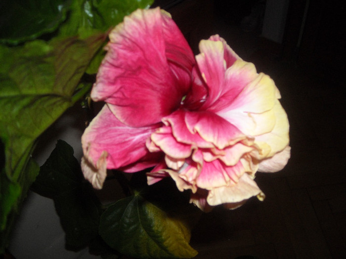 Hibiscus Stating Ovation
