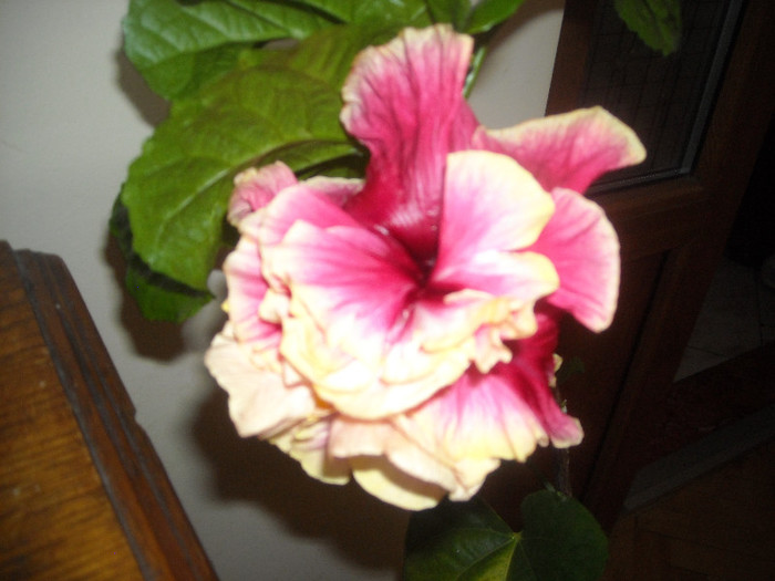 Hibiscus Stating Ovation