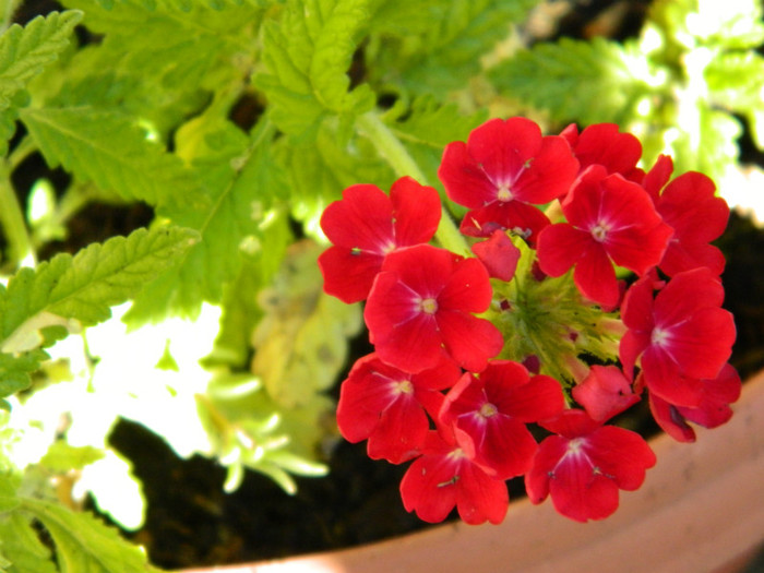 002 - 9_SEPTEMBRIE