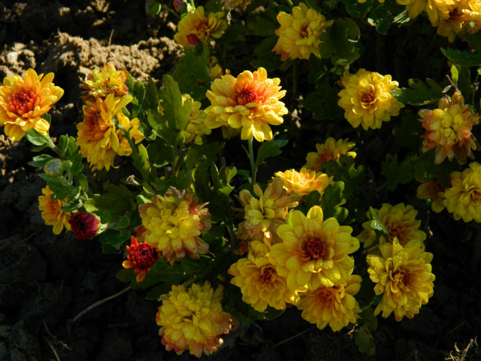 009 - 9_SEPTEMBRIE