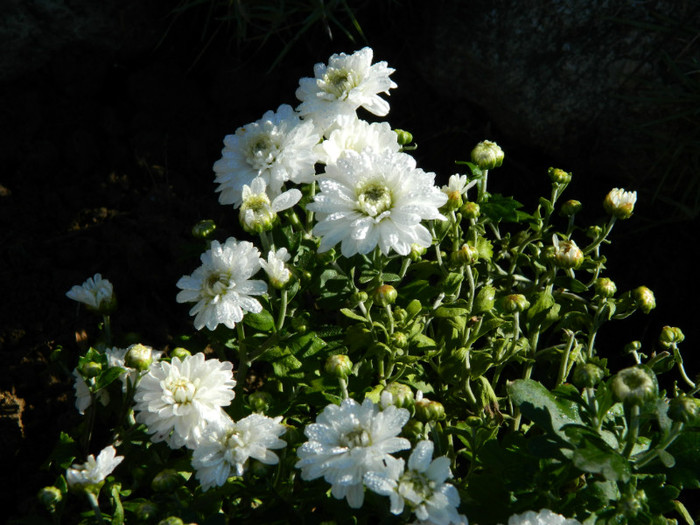 010 - 9_SEPTEMBRIE