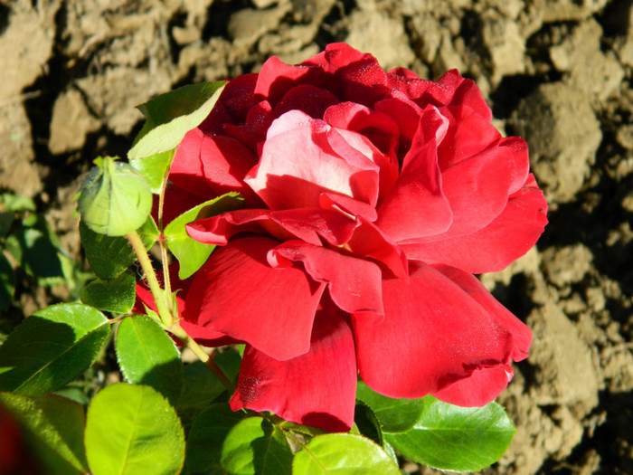 013 - 9_SEPTEMBRIE