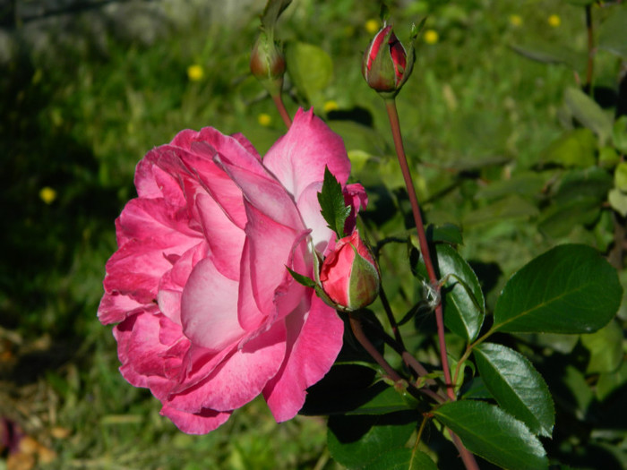 026 - 9_SEPTEMBRIE