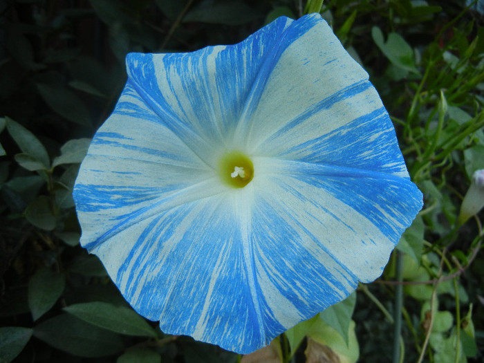 Ipomoea Flying Saucers (2012, Sep.27)