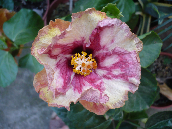 P1180559