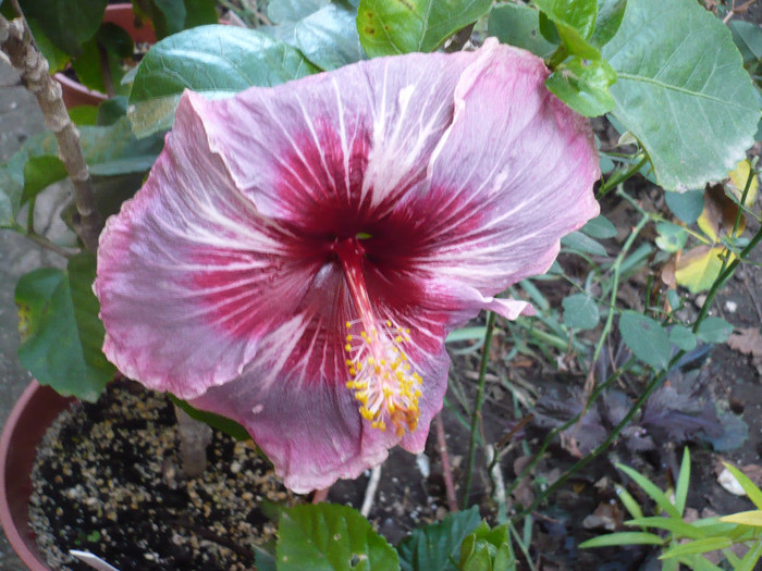 P1180563