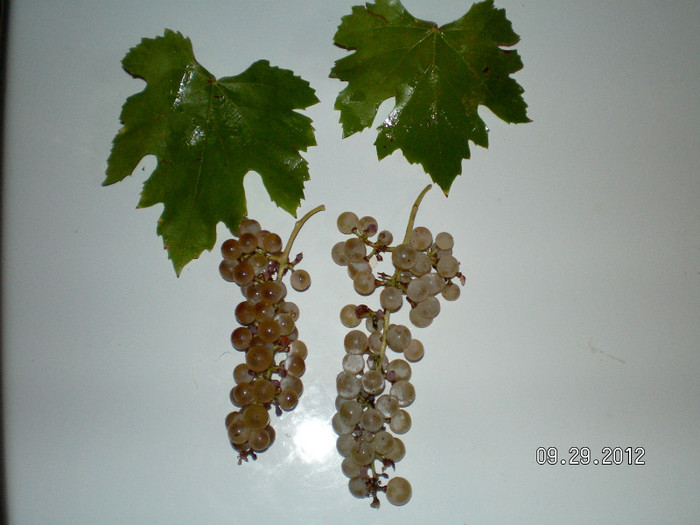 Riesling Italian