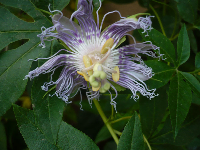 28.09.2012 - zzz-PASSIFLORA 2012-iesite din colectie