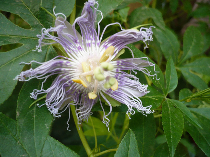 P1180580 - zzz-PASSIFLORA 2012-iesite din colectie