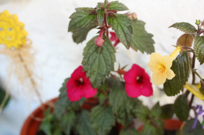 IMG_6079 - Achimenes