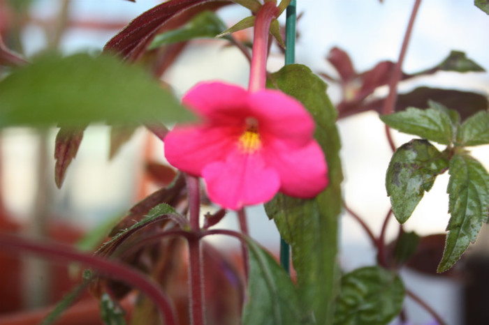 IMG_6098 - Achimenes