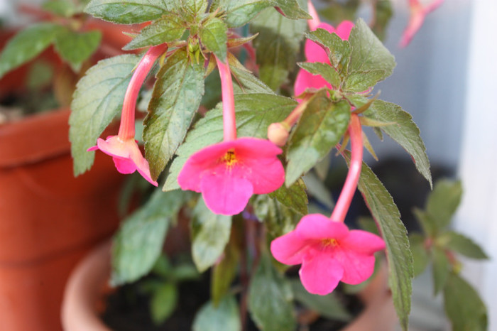IMG_6106 - Achimenes