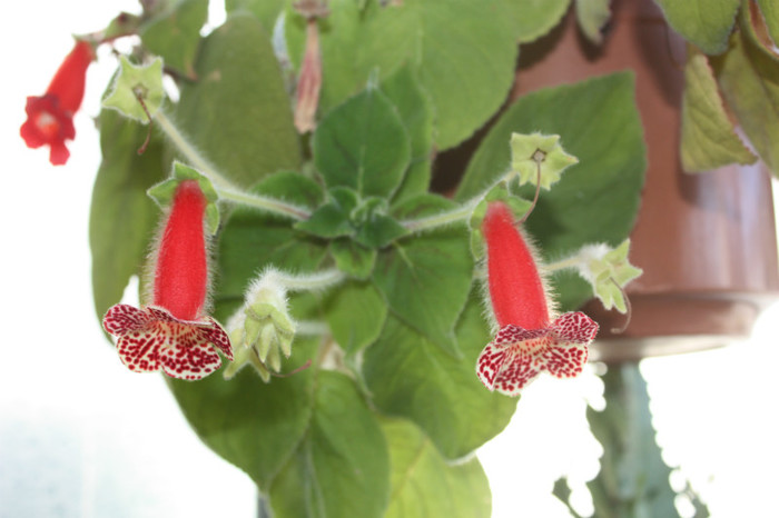 IMG_6072 - Kohleria