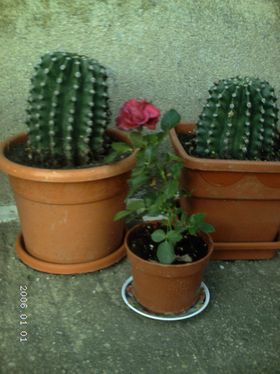 Picture 850 - cactusi