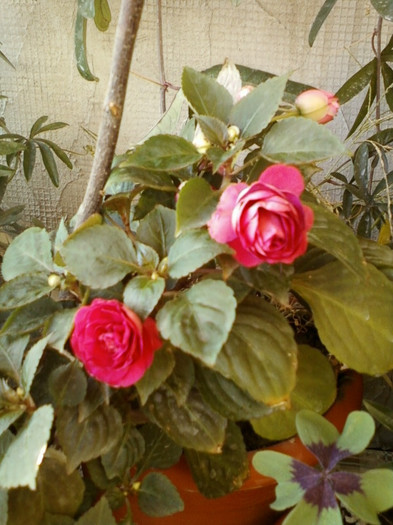 9 sept 2012-impatiens rosu batut - septembrie 2012