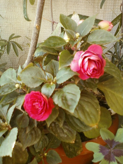 9 sept 2012-impatiens rosu batut - septembrie 2012