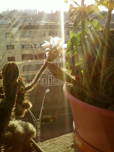 9 sept 2012-cactus - septembrie 2012