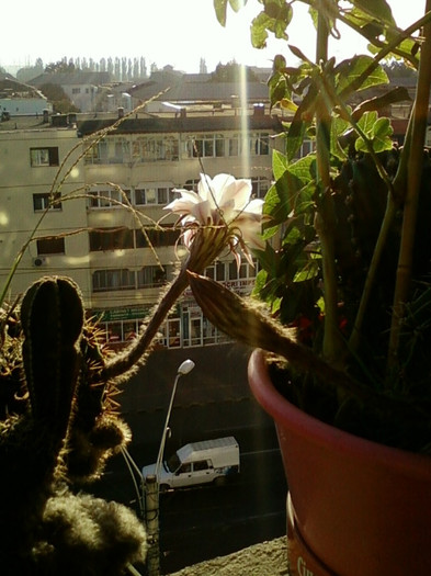 9 sept 2012-cactus - septembrie 2012