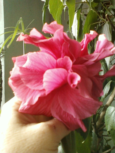 9 sept 2012-hibi ciclam batut - septembrie 2012