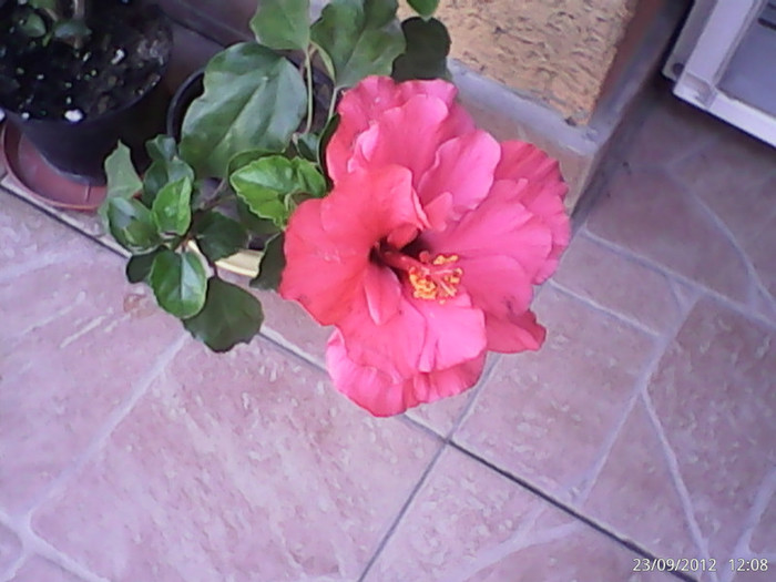 ciclam - hibiscus