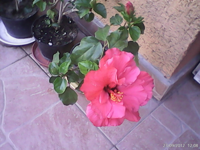 DSC_0000035 - hibiscus