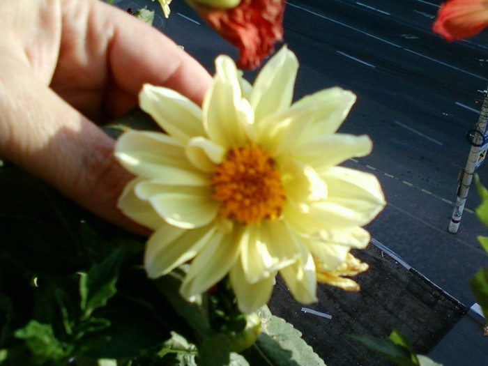 dalie pitica galbena - septembrie 2012