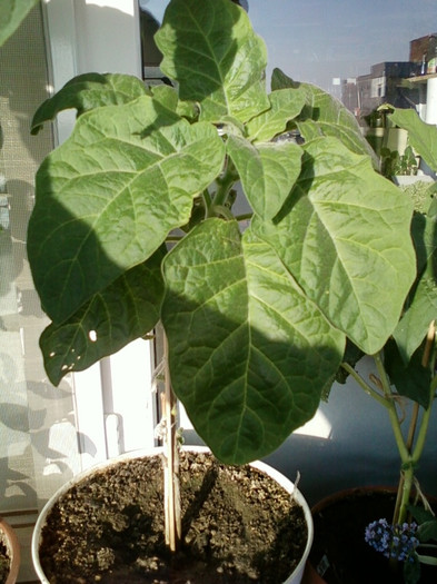 brugmansia sanguinea(rosie) - septembrie 2012