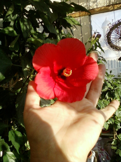 hibi rosu simplu - septembrie 2012