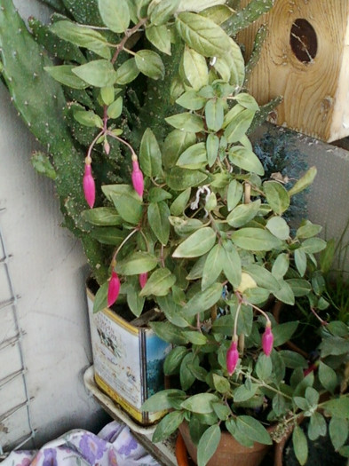 fuchsia rosu cu mov - septembrie 2012