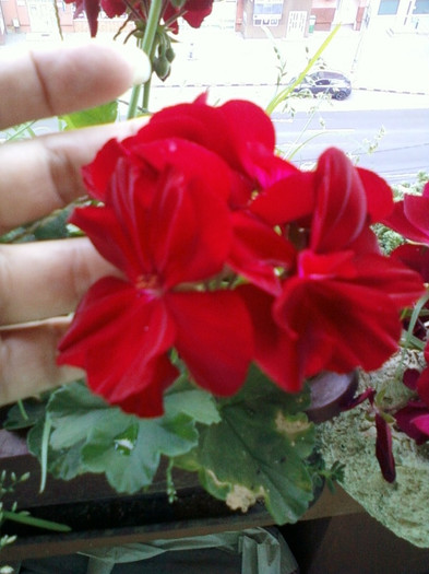 28 sept 2012-flori 076