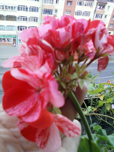 muscata pestrita - septembrie 2012