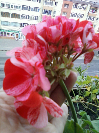 28 sept 2012-flori 081