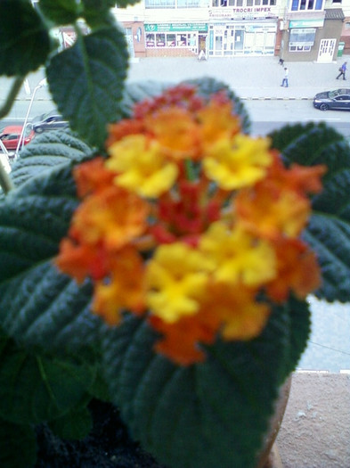 28 sept 2012-flori 085