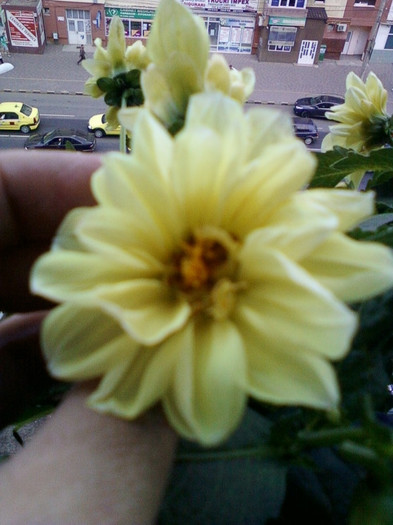 28 sept 2012-flori 090