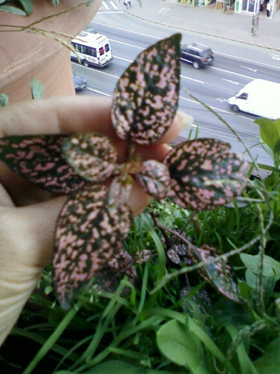 hypoestes-verde cu roz