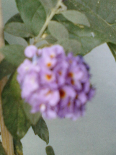 28 sept 2012-flori 108