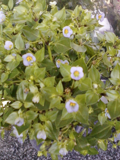 exacum-violeta albastra - septembrie 2012